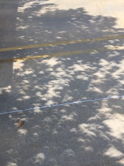 Eclipse shadow through tree leaves, over half occluded. Downtown Kansas City, August 21, 2017